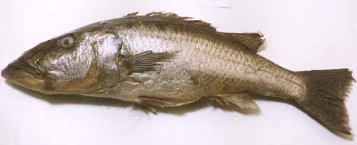 Rhamphochromis sp. 'nkhwazi'